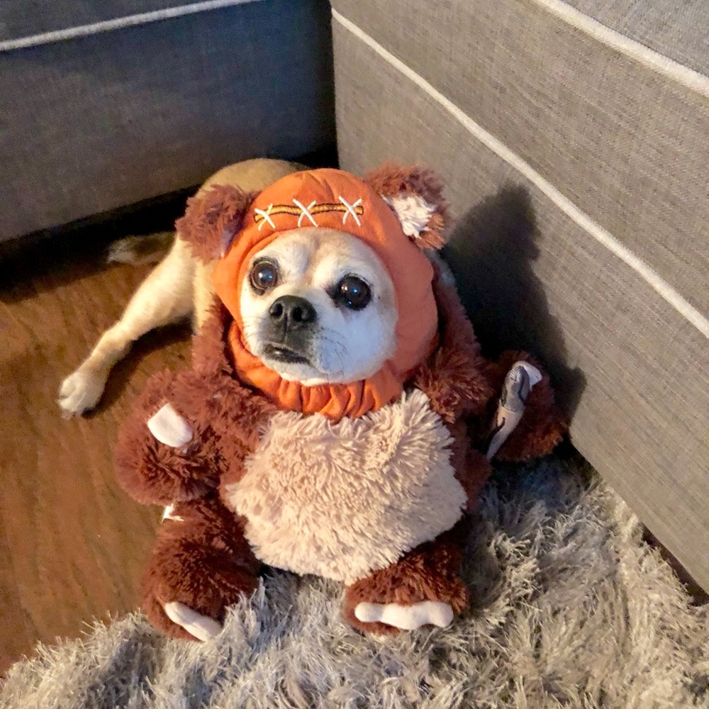 Star Wars Ewok Dog Costume with Orange Hat - Picture 6 of 7